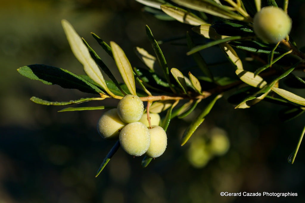 The annual cycle of the olive tree